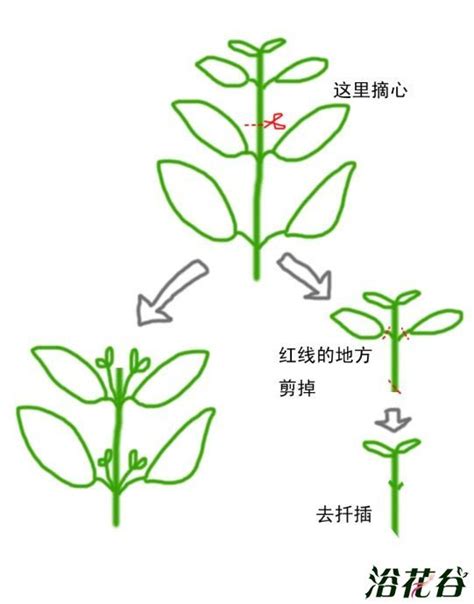 植物摘心是什麼意思